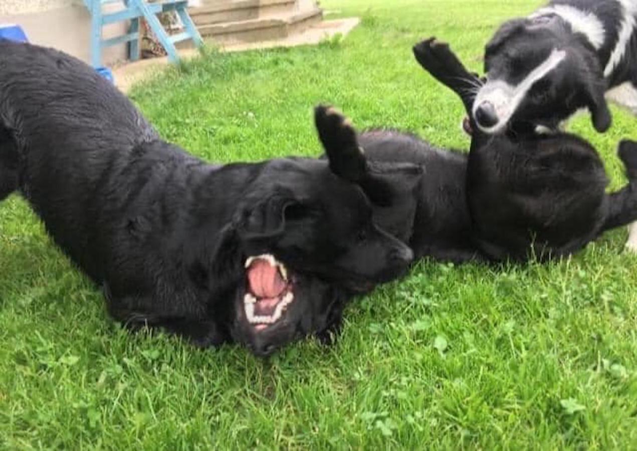 Kellerstoeckl Am Veganen Bio-Lebenshof "Varm - Die Vegane Farm" Sulb Luaran gambar