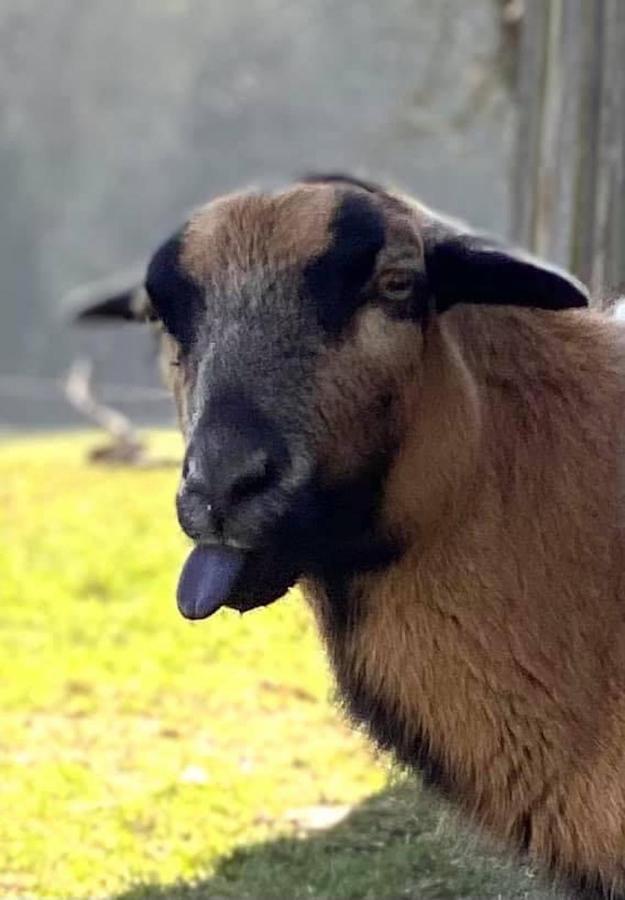 Kellerstoeckl Am Veganen Bio-Lebenshof "Varm - Die Vegane Farm" Sulb Luaran gambar